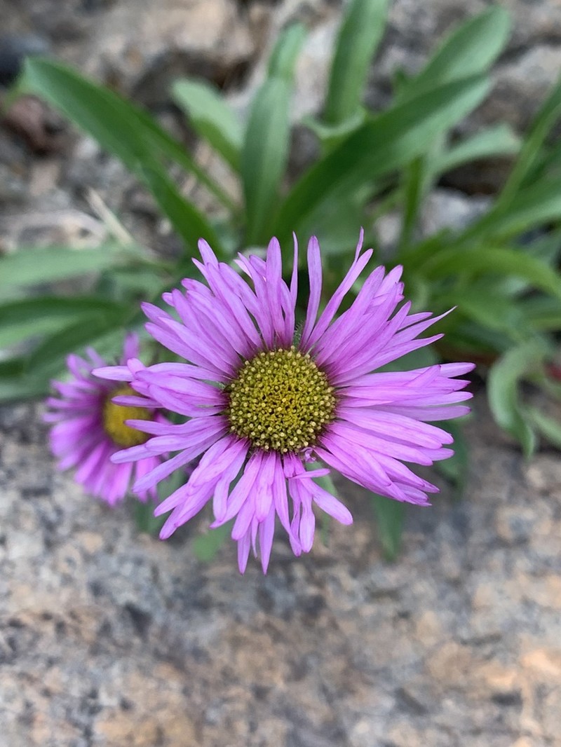 Erigeron thunbergii photo 7