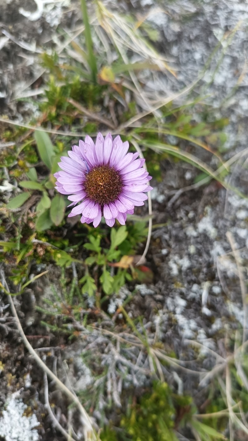 Erigeron thunbergii photo 8