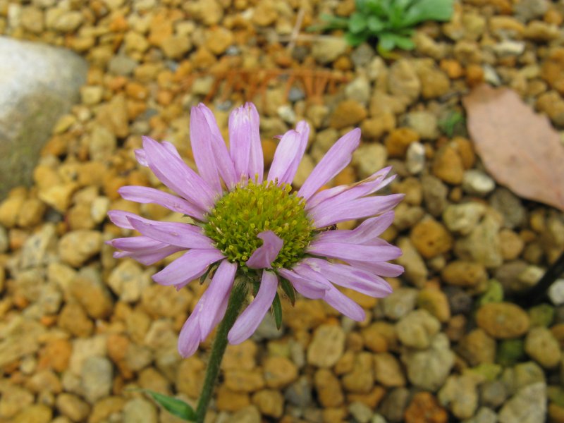 Erigeron thunbergii