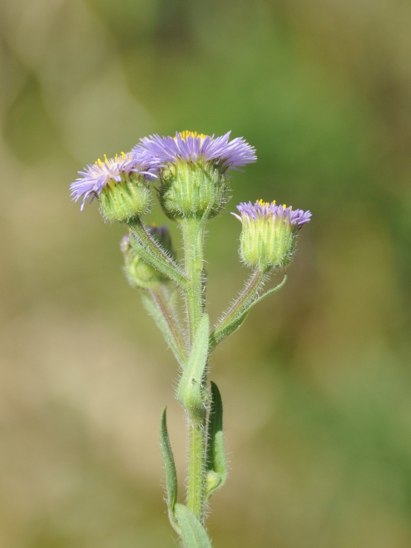 Erigeron tianschanicus photo 2