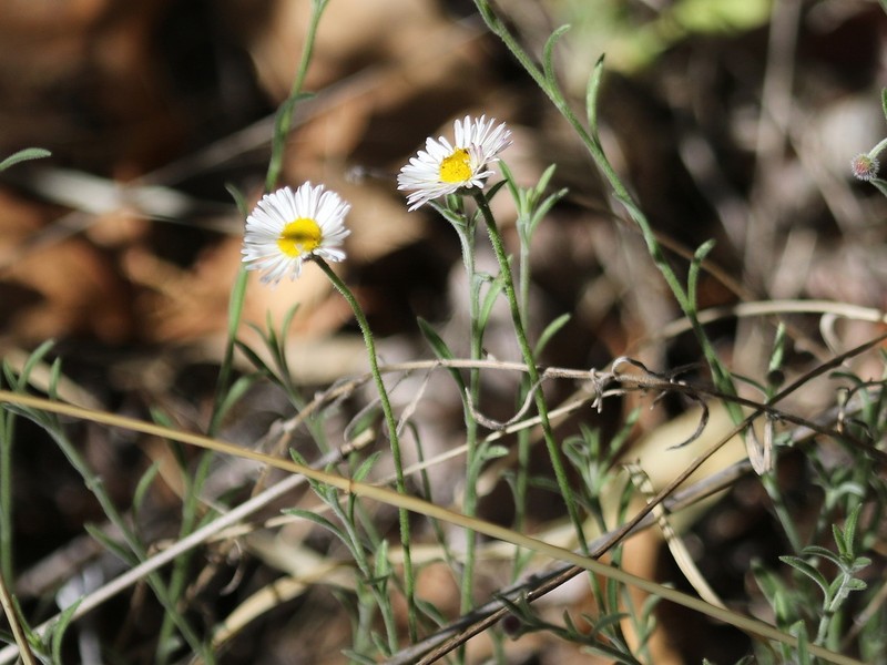 Running Fleabane photo 2