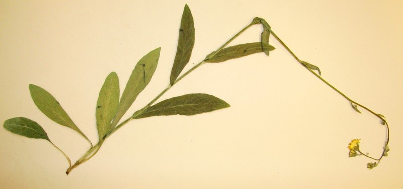Running Fleabane photo 3