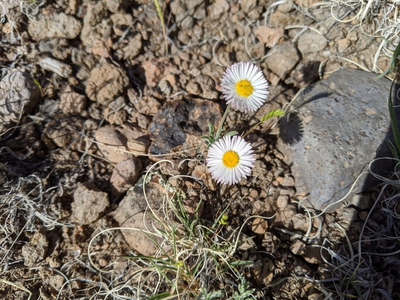 Running Fleabane photo 4