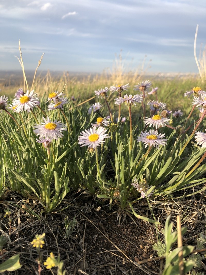 Running Fleabane photo 5