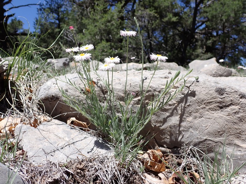 Running Fleabane photo 6