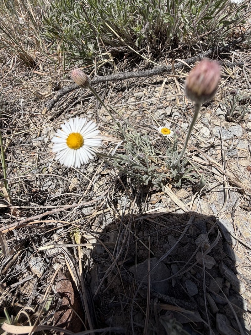 Running Fleabane photo 7