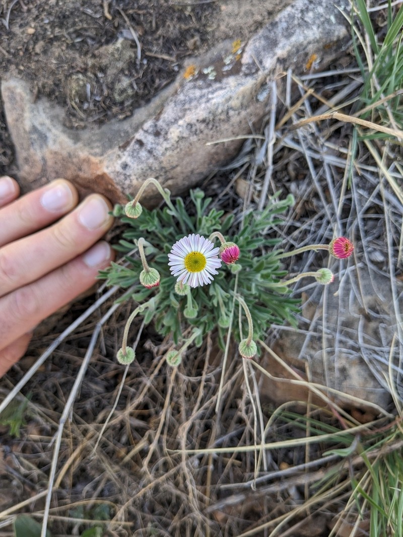 Running Fleabane photo 8