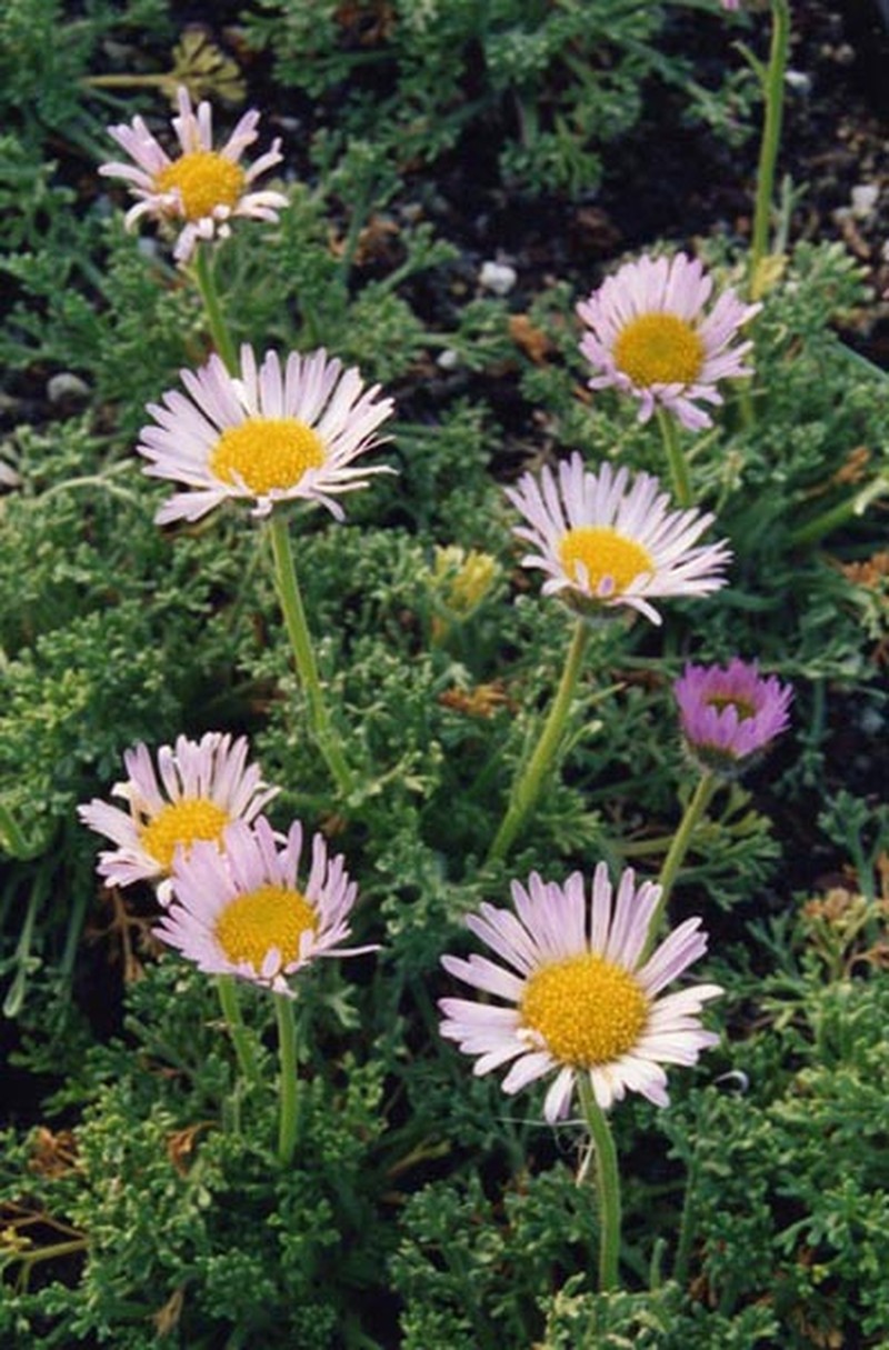 Erigeron trifidus