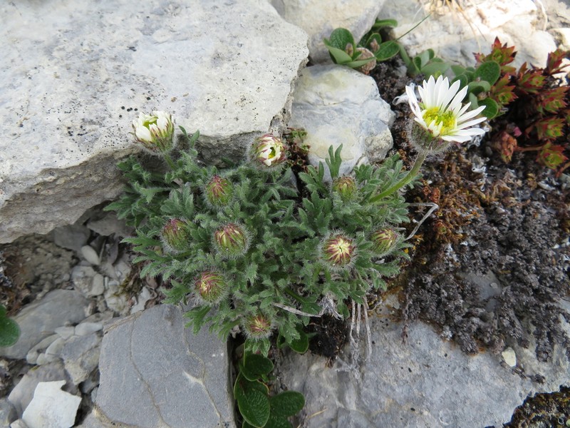 Erigeron trifidus photo 2