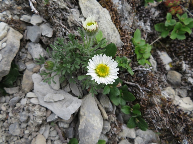 Erigeron trifidus photo 3