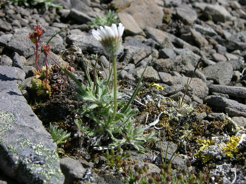 Erigeron trifidus photo 4