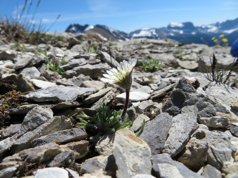Erigeron trifidus photo 5