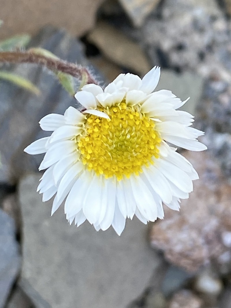 Erigeron trifidus photo 6