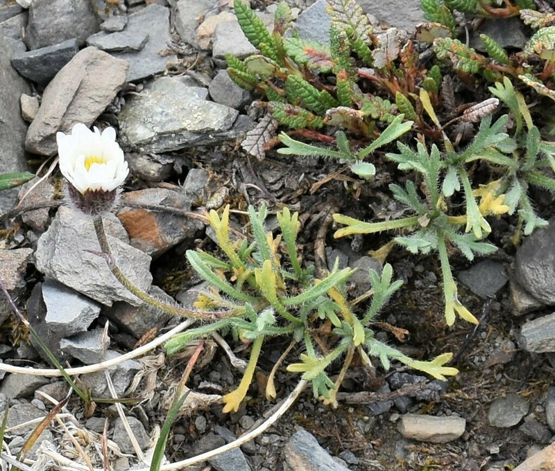 Erigeron trifidus photo 7