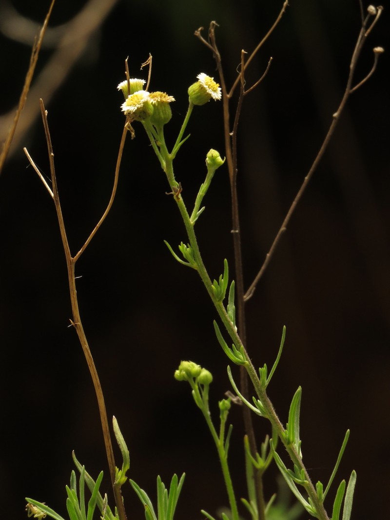 Erigeron trihecatactis