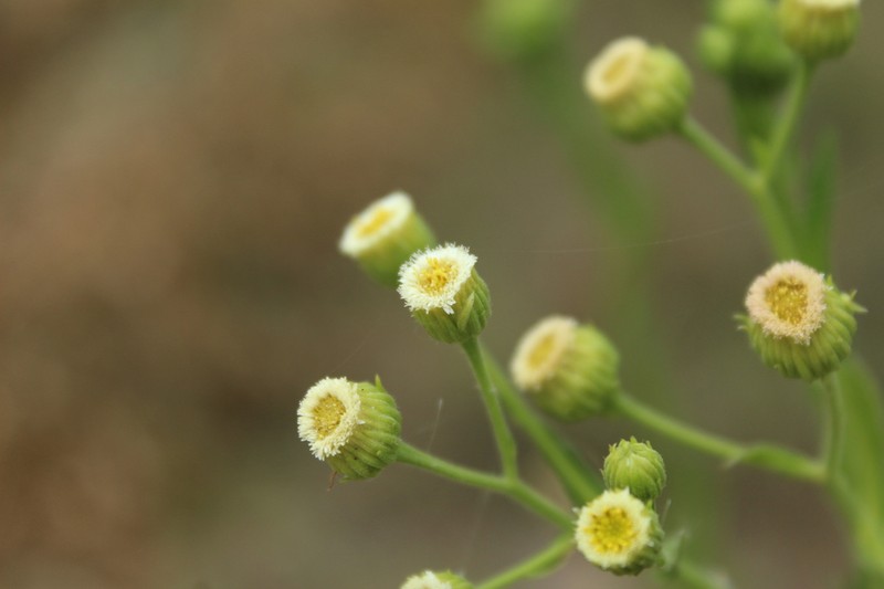 Erigeron trihecatactis photo 2