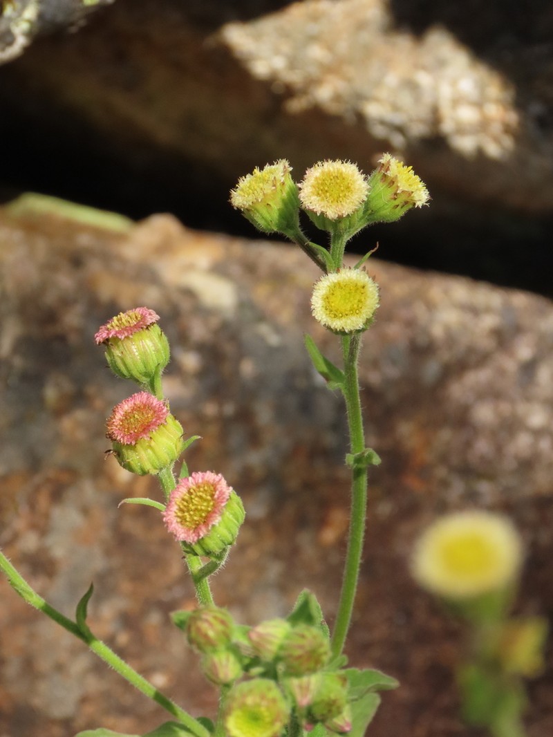 Erigeron trihecatactis photo 3