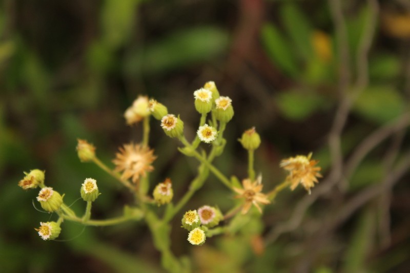 Erigeron trihecatactis photo 4