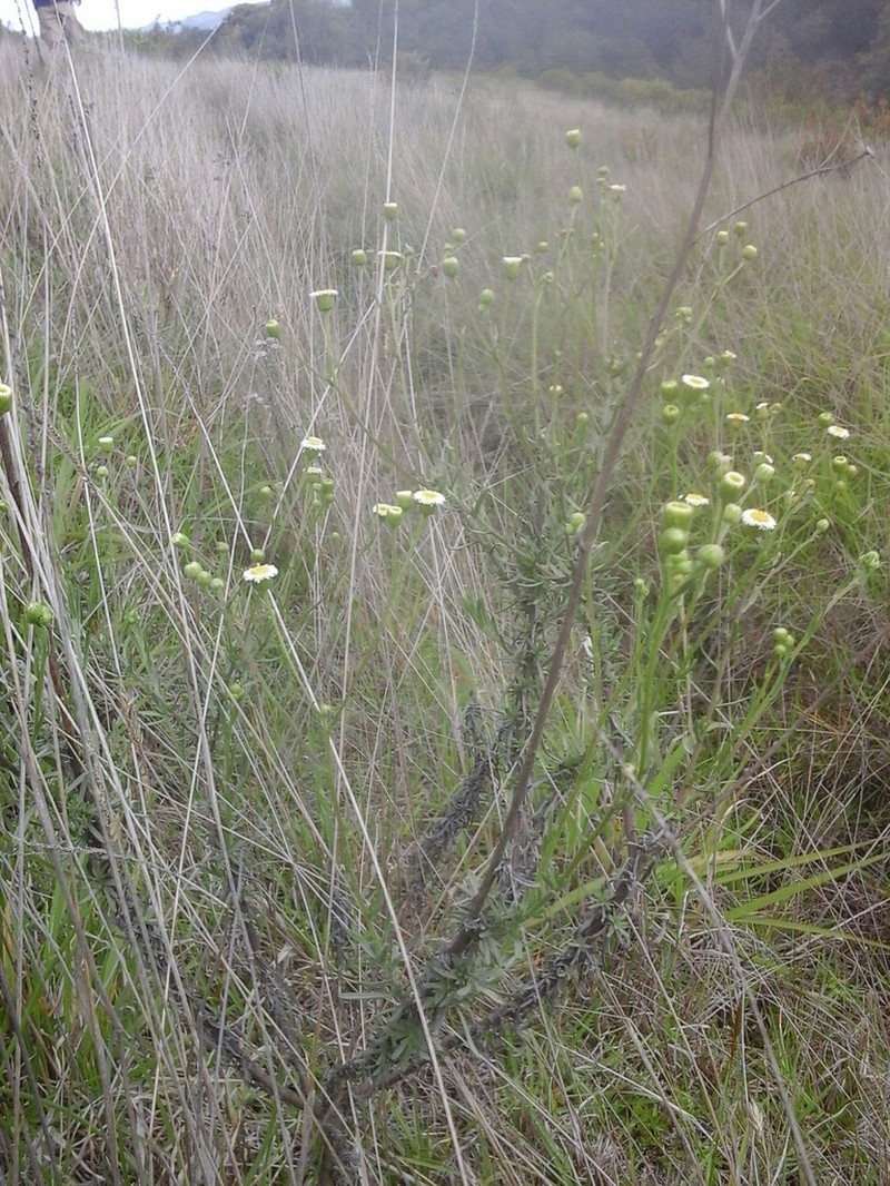 Erigeron trihecatactis photo 5