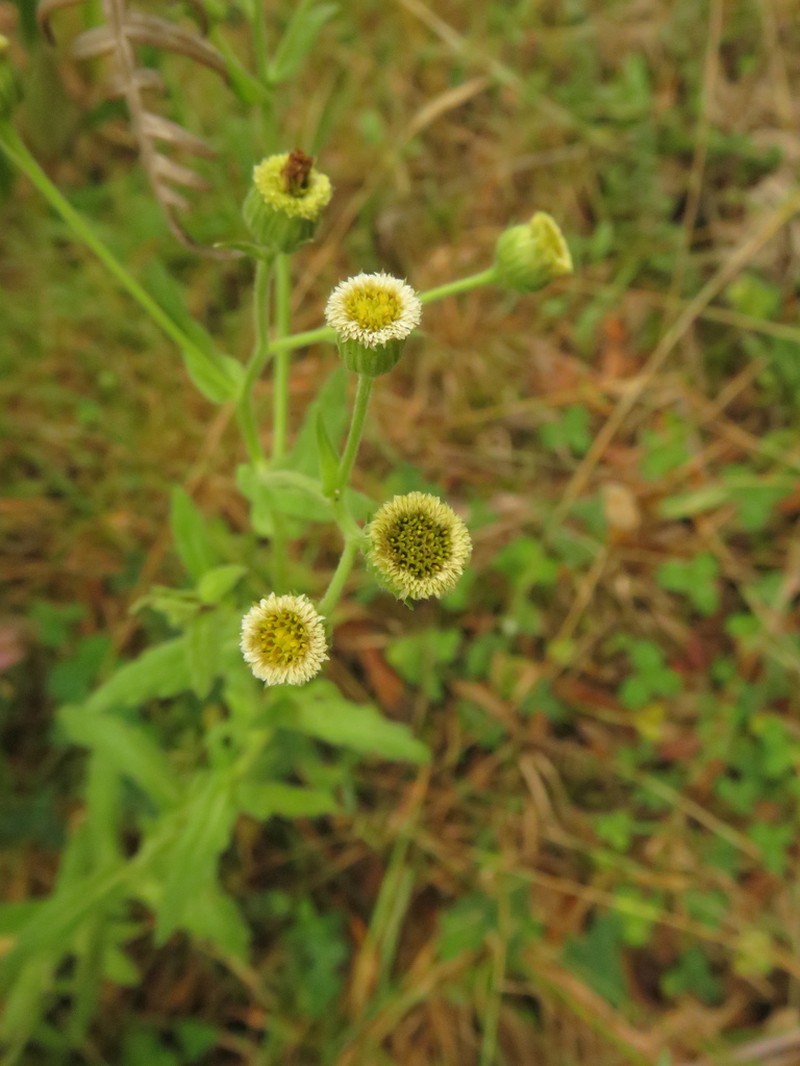 Erigeron trihecatactis photo 6