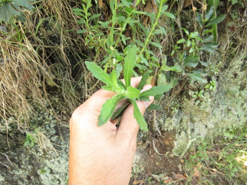Erigeron trihecatactis photo 7