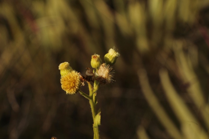 Erigeron trihecatactis photo 8