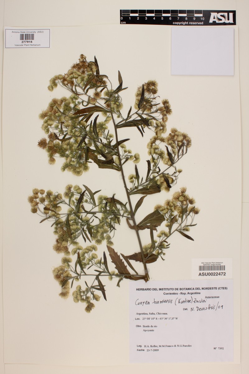 Erigeron tunariensis