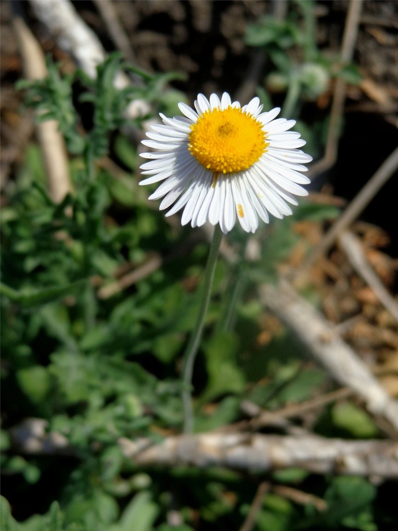 Erigeron turnerorum