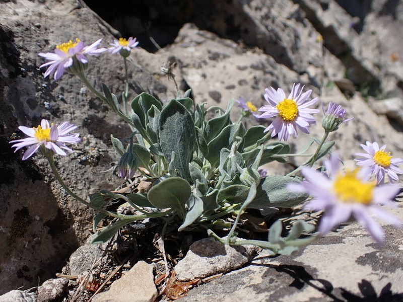 Tweedy's Fleabane