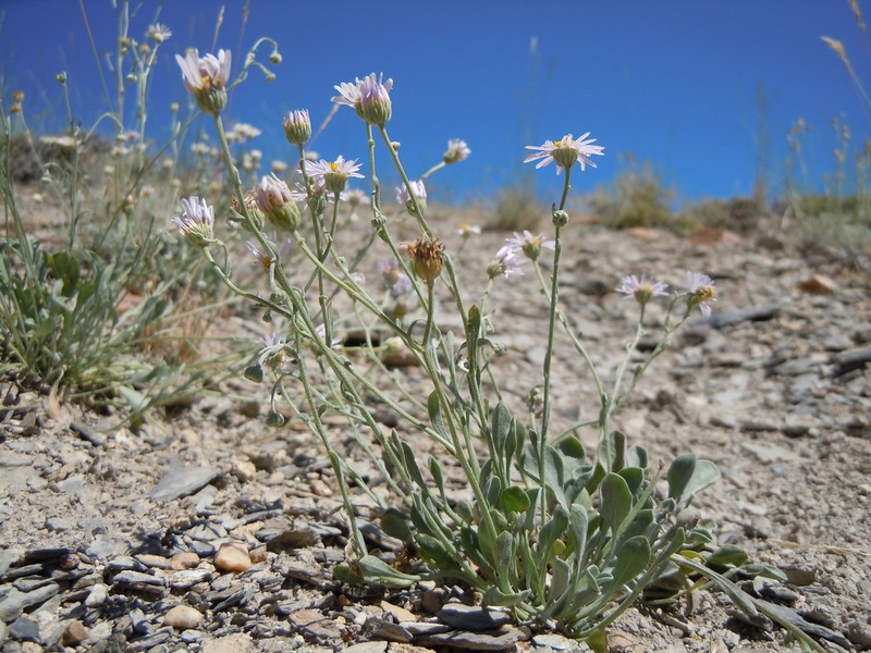 Tweedy's Fleabane photo 2