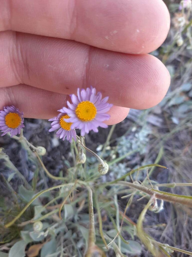 Tweedy's Fleabane photo 3