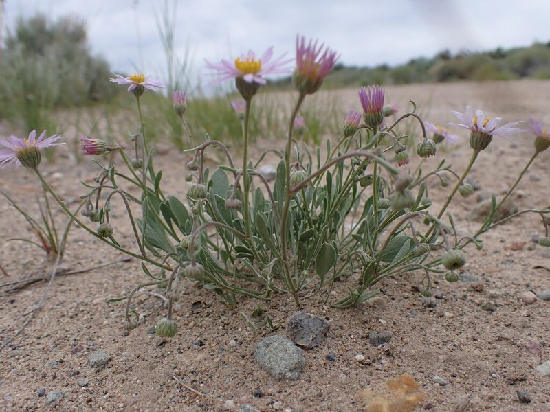 Tweedy's Fleabane photo 4