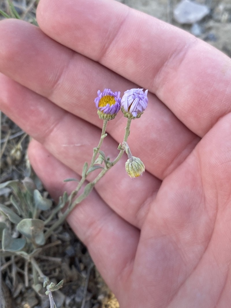 Tweedy's Fleabane photo 5