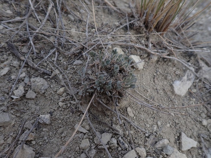 Tweedy's Fleabane photo 6