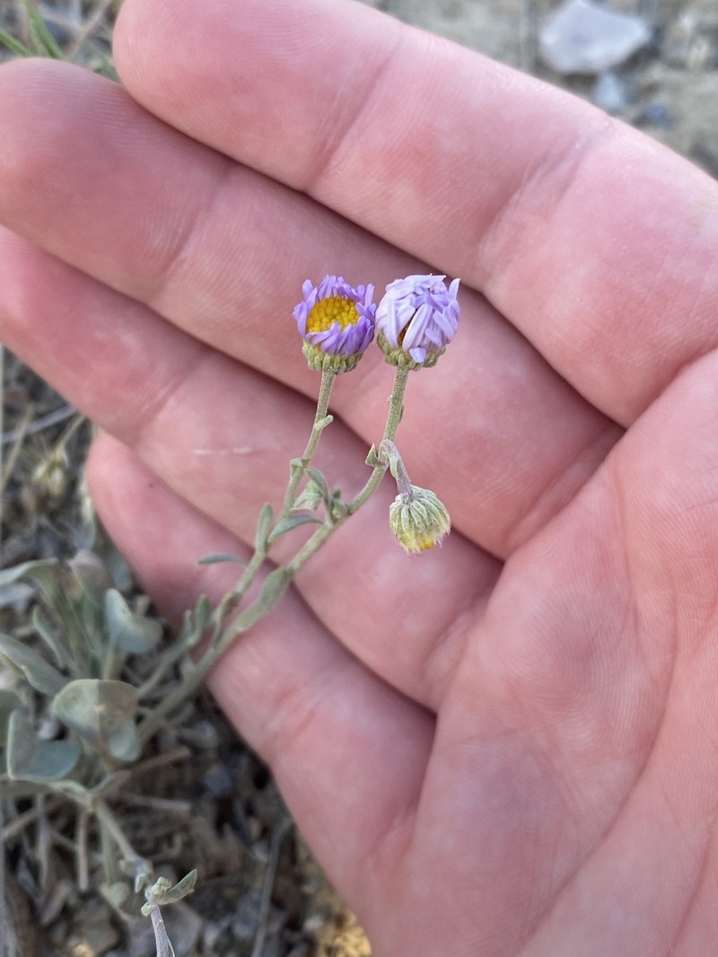 Tweedy's Fleabane photo 8