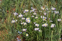 Uinta Fleabane