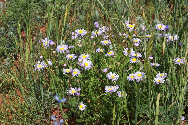 Uinta Fleabane