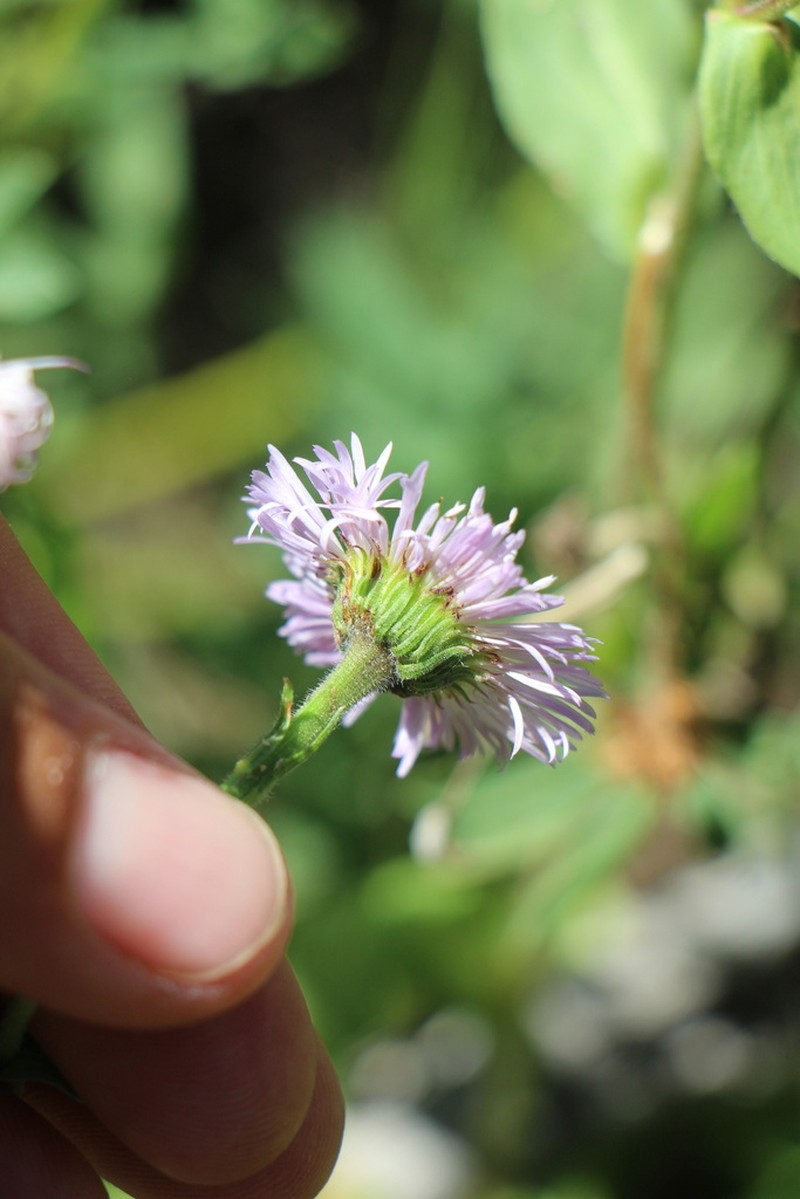 Uinta Fleabane photo 2