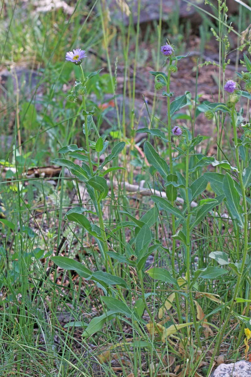 Uinta Fleabane photo 3