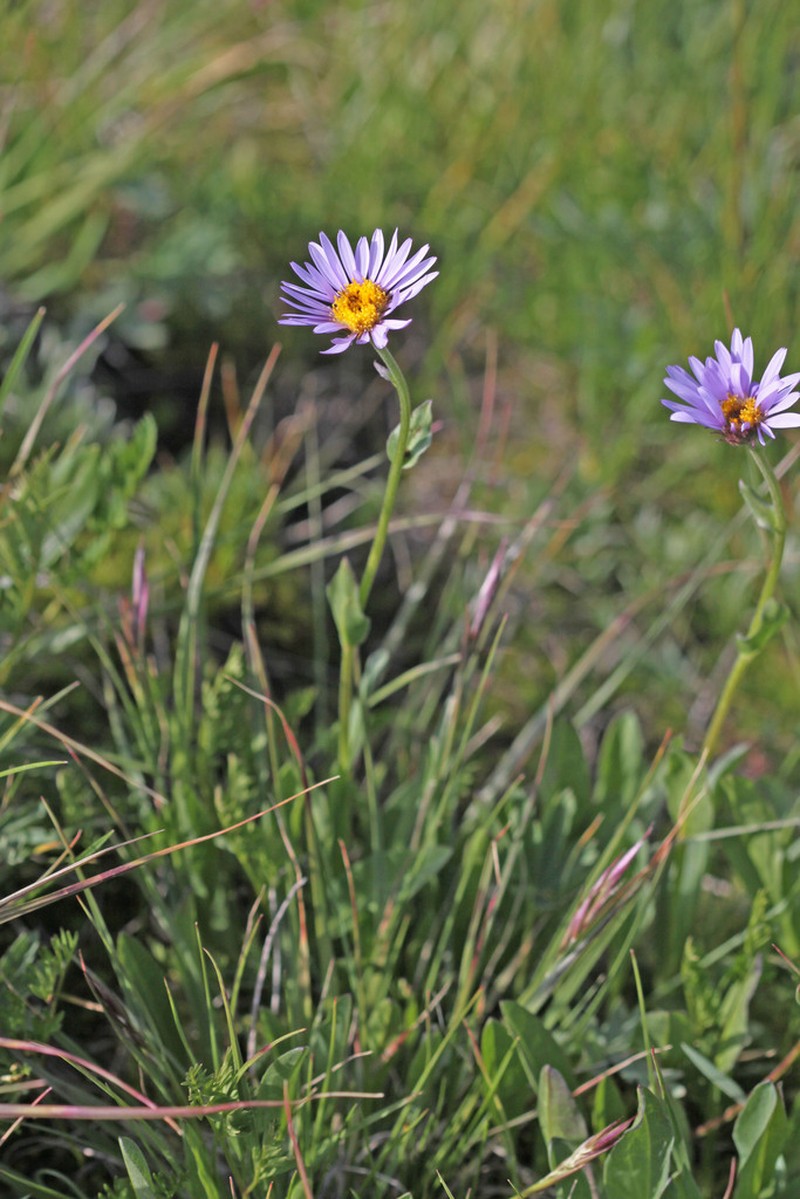 Uinta Fleabane photo 4