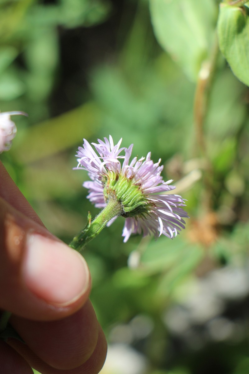 Uinta Fleabane photo 5
