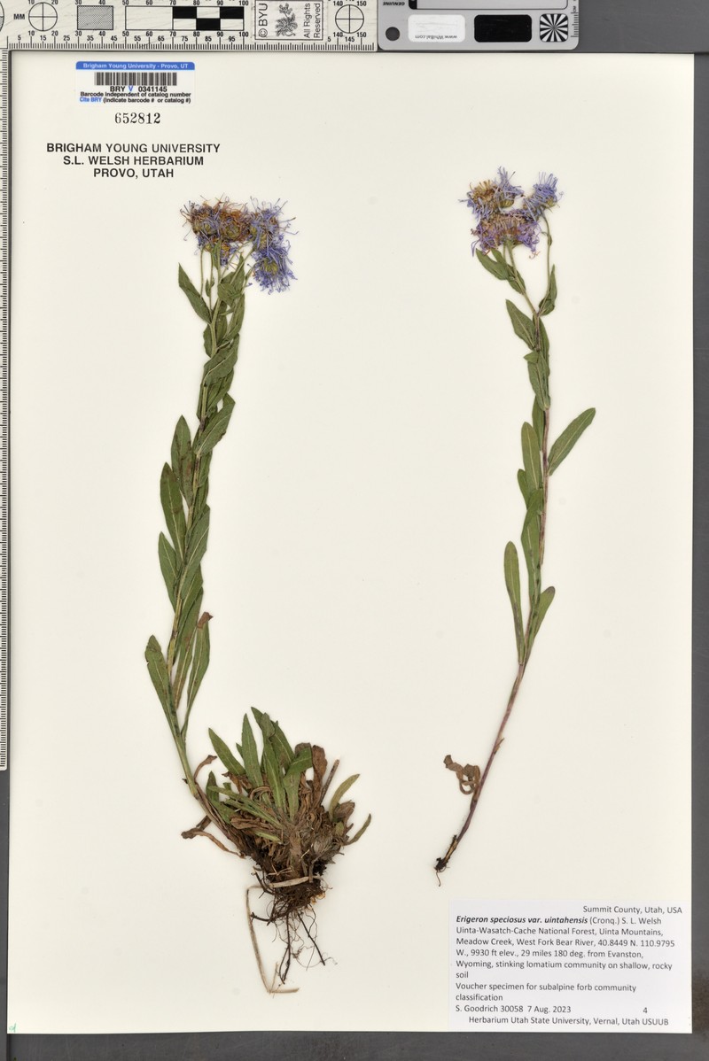Uinta Fleabane photo 6