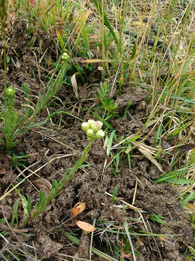 Erigeron uliginosus