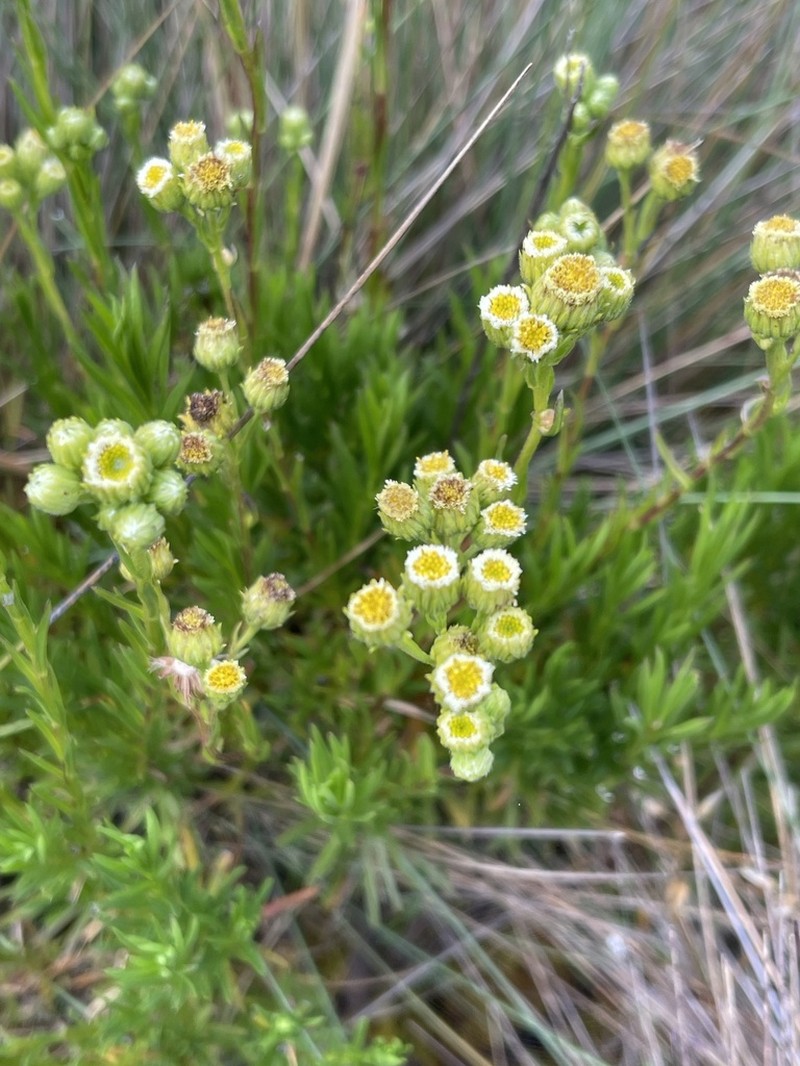 Erigeron uliginosus photo 2