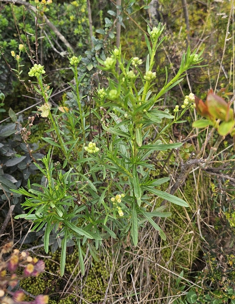Erigeron uliginosus photo 6