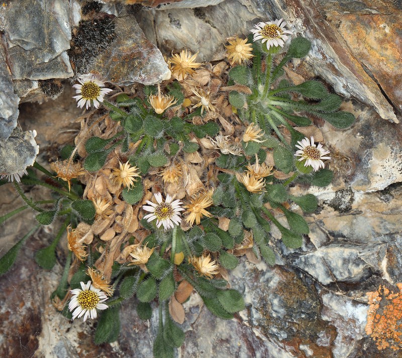 Lone Fleabane