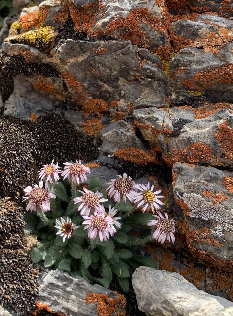 Lone Fleabane photo 2