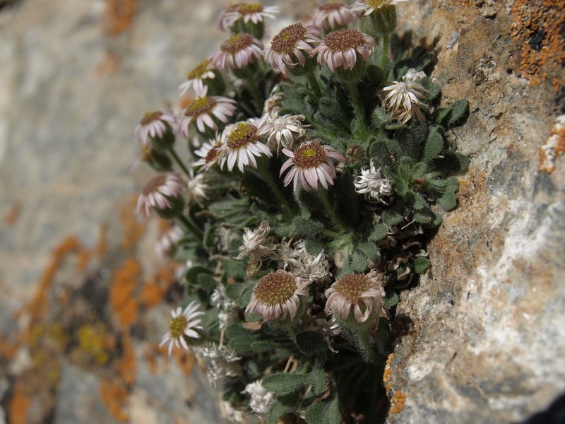 Lone Fleabane photo 3