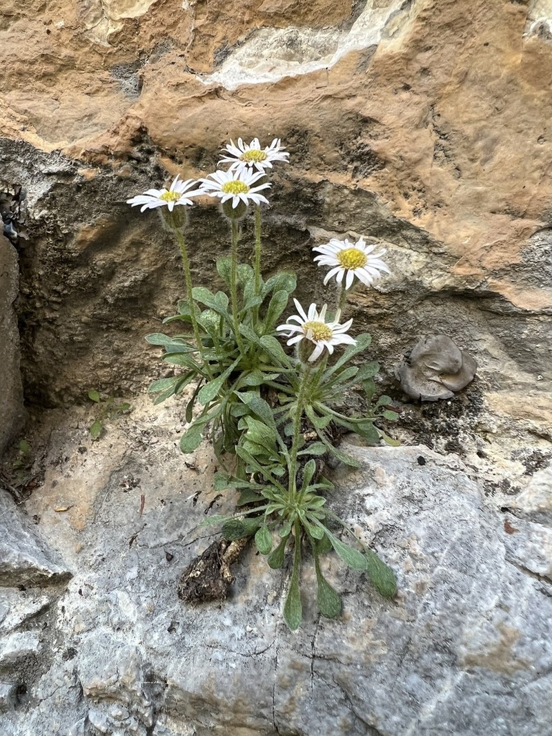 Lone Fleabane photo 4
