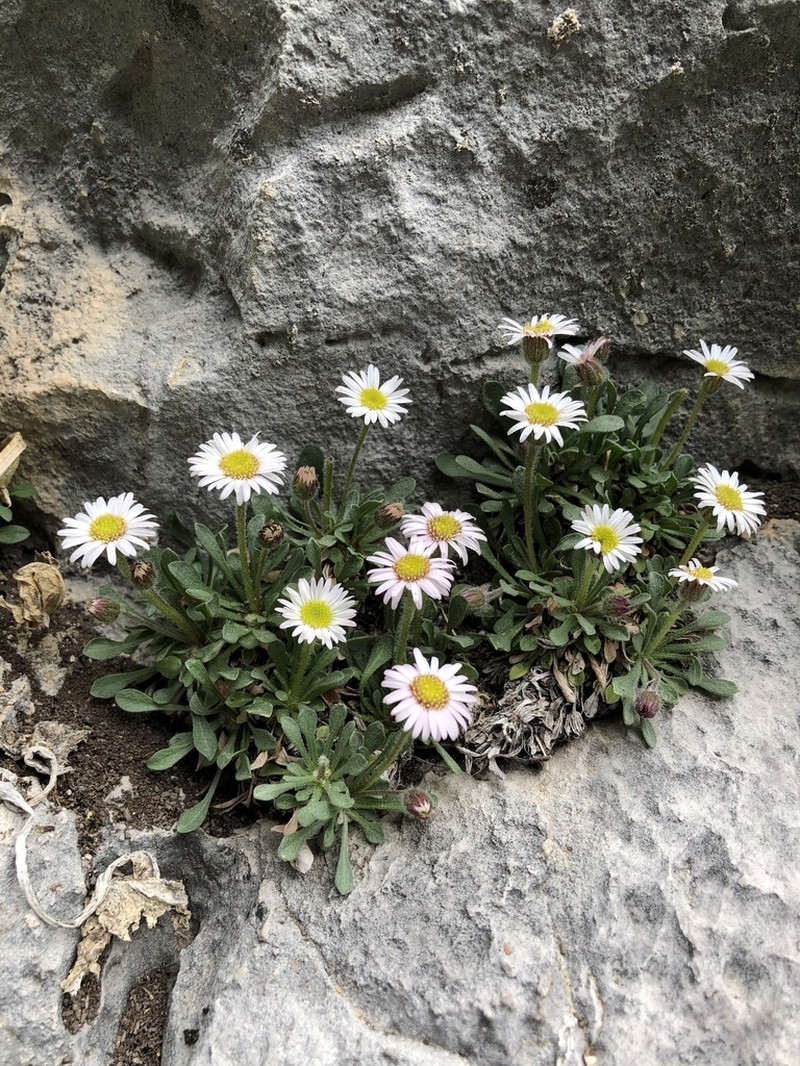 Lone Fleabane photo 5